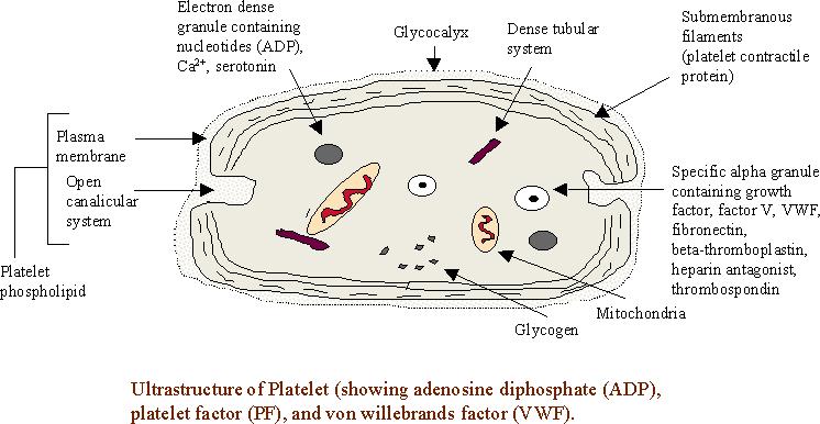 Thrombocyta szerkezete sötét (denz) granulumok (ADP, szerotonin, adrenalin) elektrondenz tubulus (Ca 2+ raktár) Kontraktilis elemek (aktin, miozin) sejtmembrán Sejtfelszínnel közlekedő csatorna