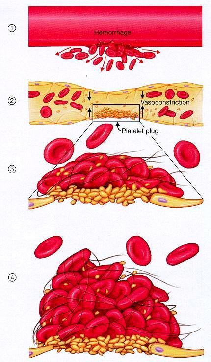 Haemostasis (vérzéscsillapodás) Elsődleges (primer) haemostasis: 1. Érreakció (vazokonstrikció) 2.