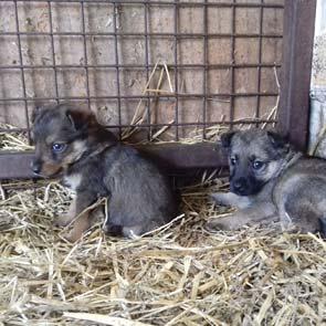 A résztvevők a Hősök terén gyülekeznek és Újvári Péter gurulónagykövet vezetésével, rendőri biztosítással 15.30 órakor 10 kilométert tesznek meg Pesten, majd Budán.