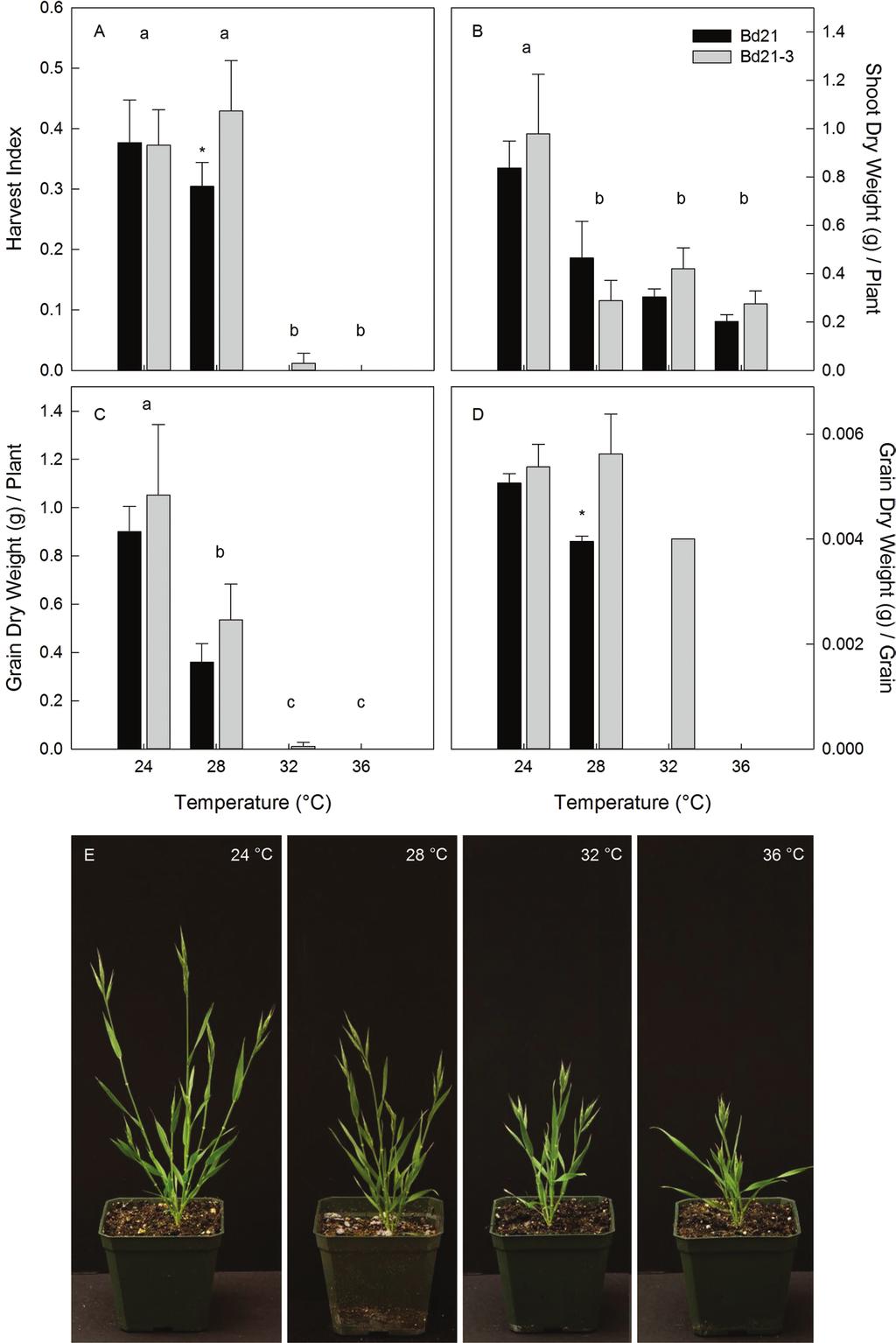 2974 Harsant et al. Fig. 1. Impact of temperature on vegetative and reproductive growth of B. distachyon.