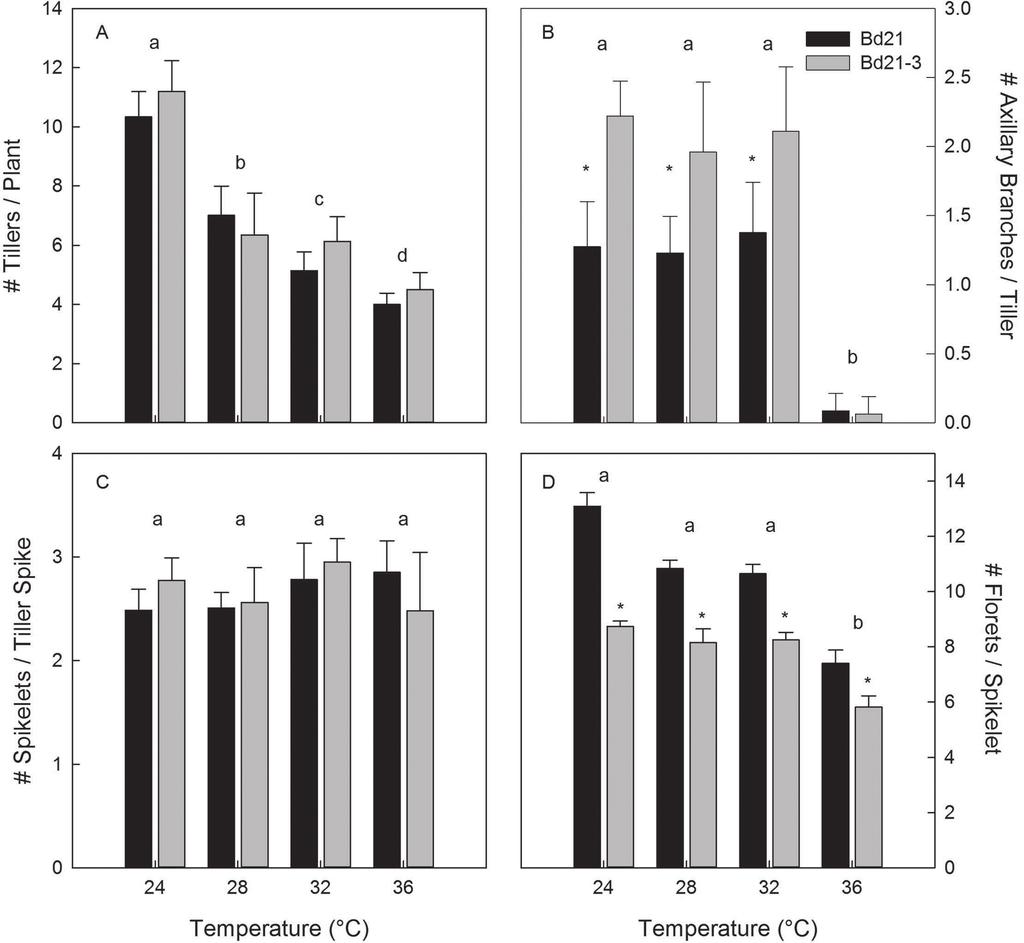HT stress and Brachypodium distachyon 2975 Fig. 2. Effect of increasing temperatures on morphological yield components of B. distachyon. (A) number of tillers per plant; (B) numbr of axillary branches per tiller; (C) number of spikelets per tiller spike; (D) number of florets per spikelet.
