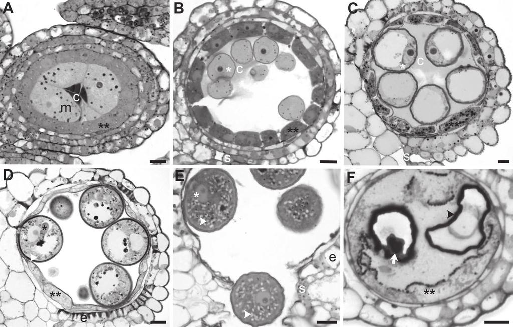 HT stress and Brachypodium distachyon 2977 Fig. 4. Anther and pollen development of B. distachyon at 24 C (A E) and 36 C (F).