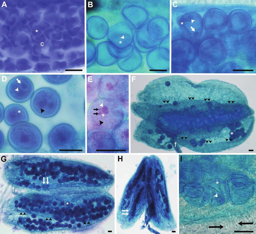 2978 Harsant et al. Fig. 5. Anthers and pollen of B. distachyon stained with ATS illustrating development at 24 C (A F), 32 C (G), and 36 C (H, I).