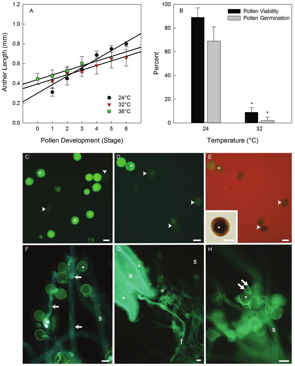HT stress and Brachypodium distachyon 2979 Fig. 6. Anther development and pollen viability, germination, and deposition on stigmas in B. distachyon. (A) Anther length versus pollen development.