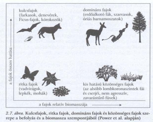 Biodiverzitás Természetvédelmi értékelésben a fajok nem egyenrangúak - Kocsányos Tölgy- akác - természetesség-ritkaság-veszélyeztetettség Kulcsfajok - csúcs ragadozók farkasok szarvasok, patások