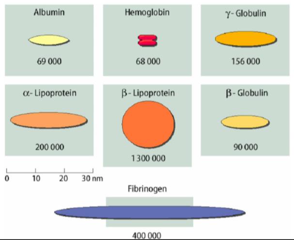 Plazmafehérjék méretbeli és morfológiai sokfélesége Schmidt-Thews: