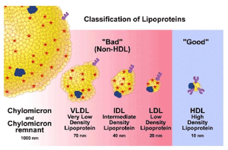 Prof. Szabó Gyula előadás: ead_hu3.lipoprotein.anyagcsere.