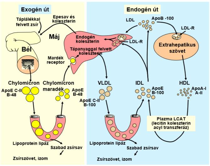 pdf A lipoprotinek által közvetített zsír transzport a