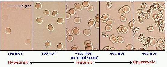 Vérplazma ozmotikus aktivitása: 290 mosm/kgh2o (ozmolalitás) 290 mosm/l (ozmolaritás) Ozmotikus nyomás: kb. 660 kpa (6.
