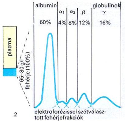 Kis molekulájú szerves összetevők Transzport tápanyagok: Glükóz: 4,2-5,7 mmol/l Aminosavak, szabad zsírsav, ketontestek (beta-hidroxi vajsav, acetecetsav), laktát Lebontási termékek: fehérjék urea