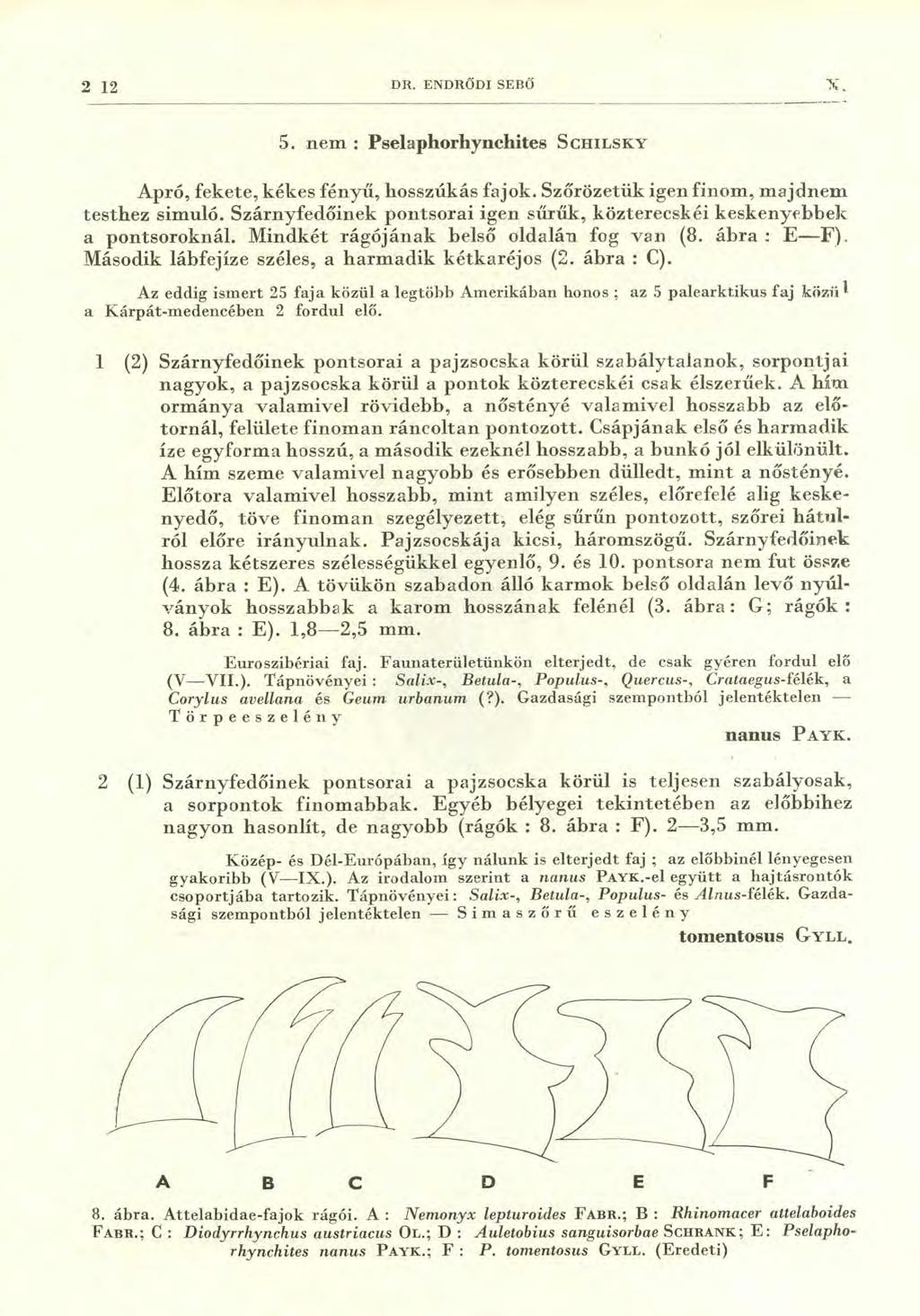 2 12 DR. ENDRŐDI SEB() 5. nem : Pselaphorhynchites S CHILSKY Apró, fekete, kékes fényű, hosszúkás fajok. Szőrözetük igen finom, majdnem testhez simuló.