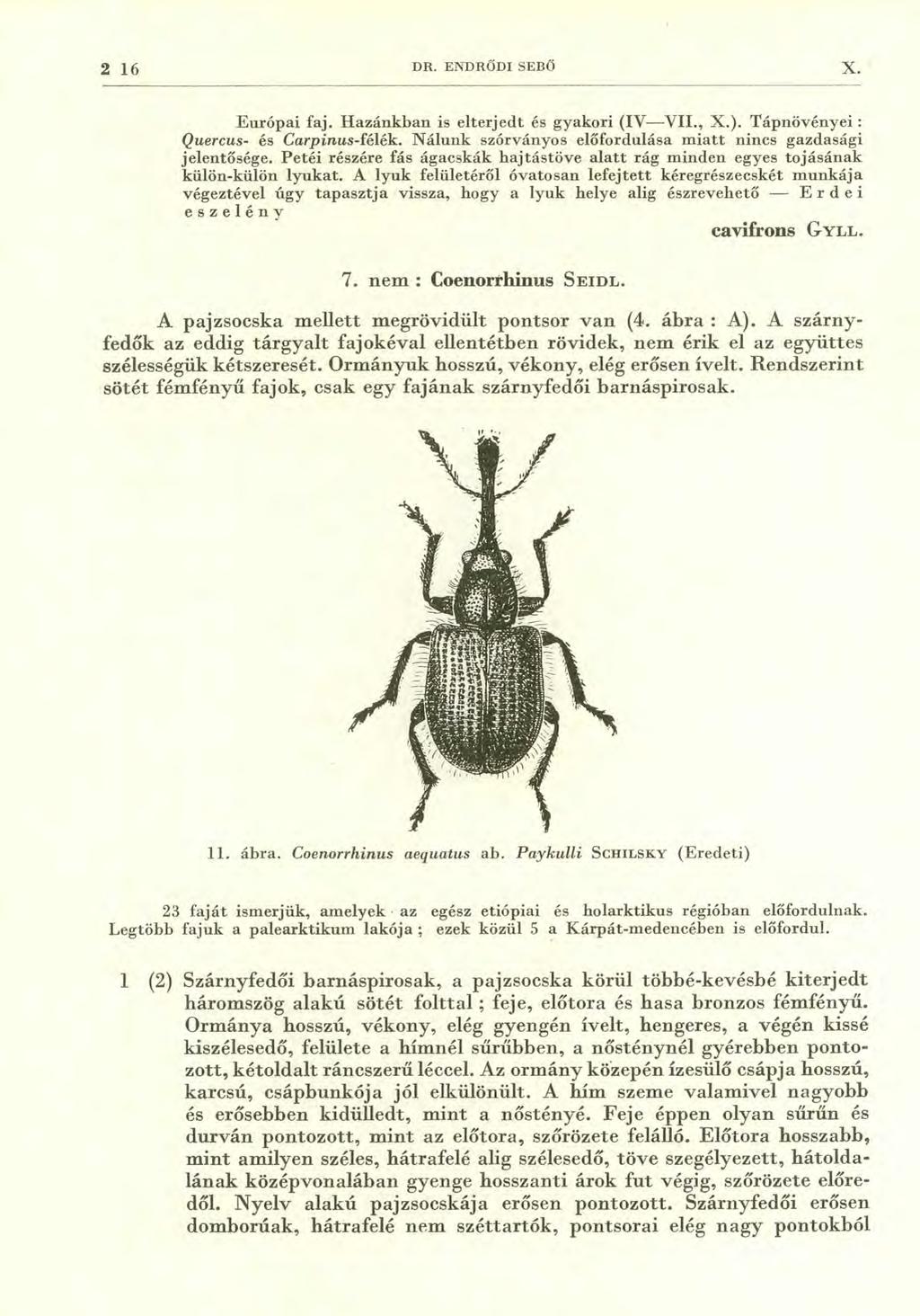 2 16 DR. ENDRŐDI SEBŐ X. Európai faj. Hazánkban is elterjedt és gyakori (IV VII., X.). Tápnövényei Quercus- és Carpinus-félék. Nálunk szórványos előfordulása miatt nincs gazdasági jelentősége.