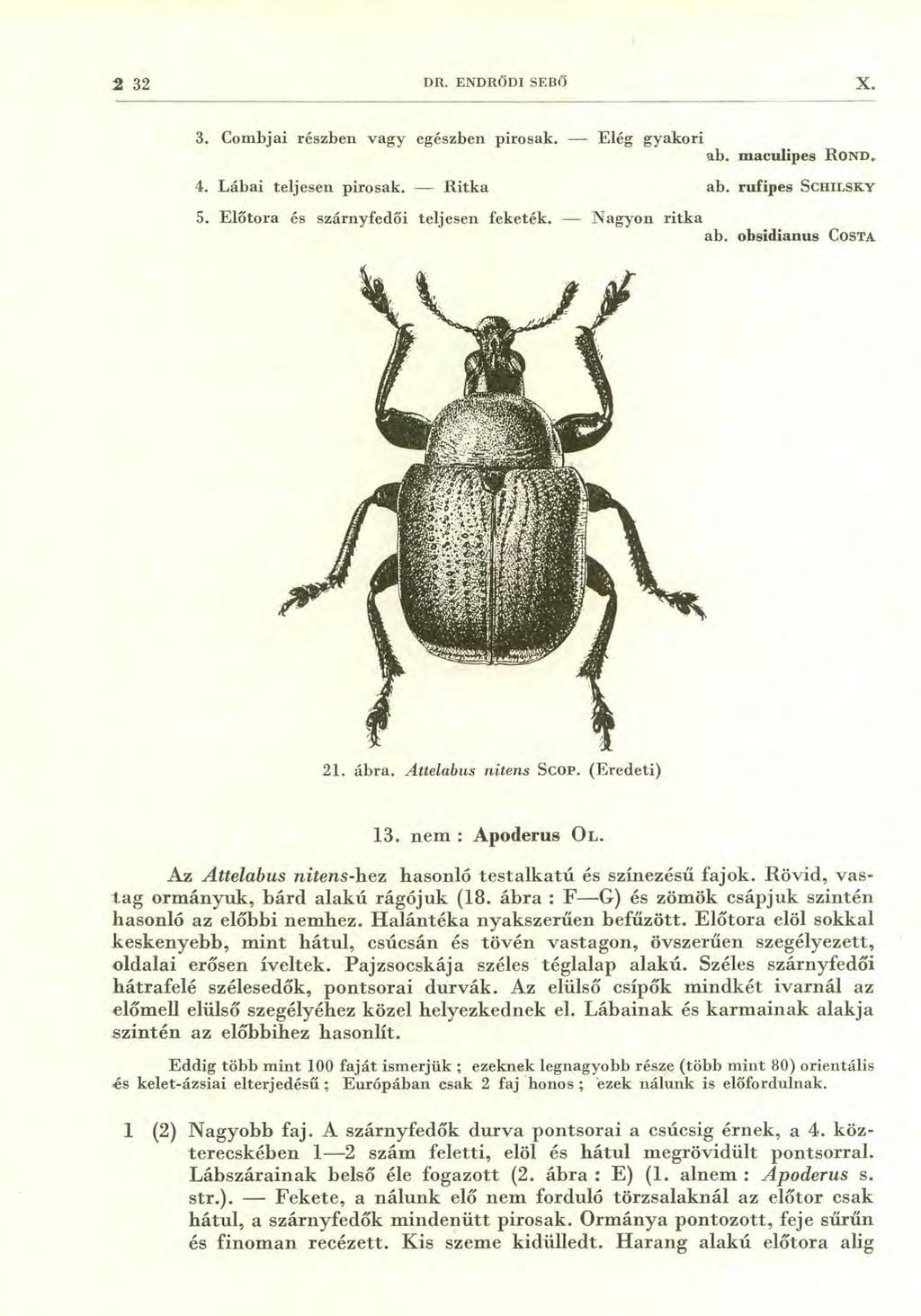 2 32 DR. ENDRŐDI SEBŐ X. 3. Combjai részben vagy egészben pirosak. Elég gyakori ab. maculipes ROND. 4. Lábai teljesen pirosak. Ritka ab. rufipes SCHILSKY 5. Előtora és szárnyfedői teljesen feketék.