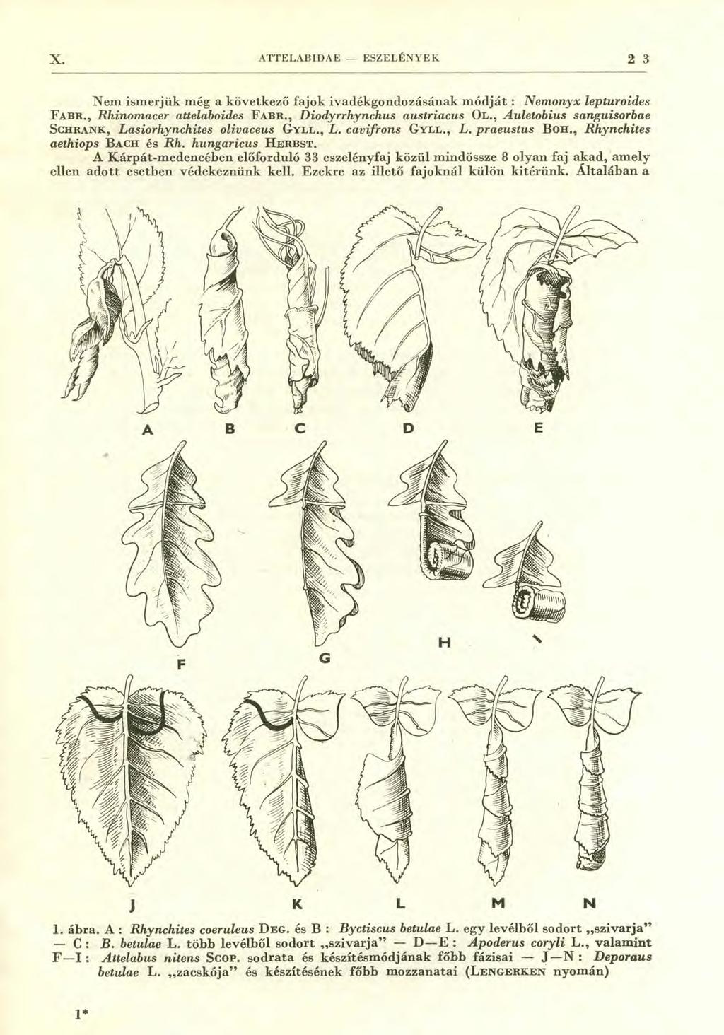X. ATTELABIDAE - ESZELÉNYEK 2 3 Nem ismerjük még a következő fajok ivadékgondozásának módját : Nemonyx lepturoides FABR., Rhinomacer attelaboides FABR., Diodyrrhynchus austriacus OL.