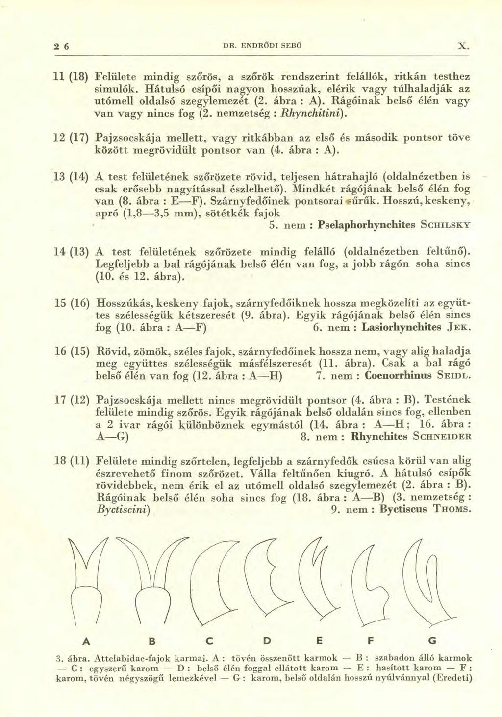 2 6 DR. ENDRŐDI SEBŐ X. 11 (18) Felülete mindig szőrös, a szőrök rendszerint felállók, ritkán testhez simulók.
