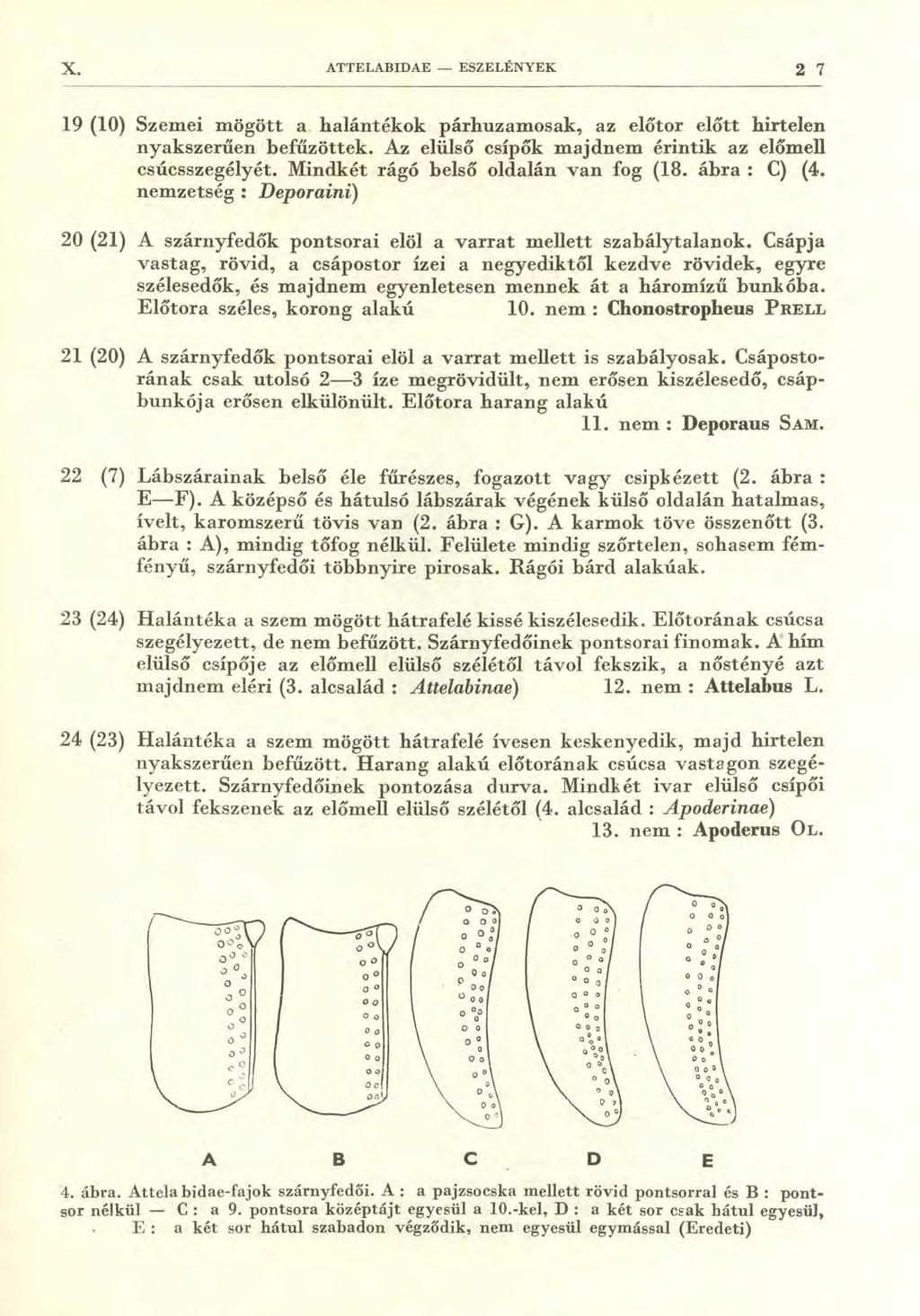 X. ATTELABIDAE ESZELÉNYEK 2 7 19 (10) Szemei mögött a halántékok párhuzamosak, az előtor előtt hirtelen nyakszerűen befűzöttek. Az elülső csípők majdnem érintik az előmell csúcsszegélyét.
