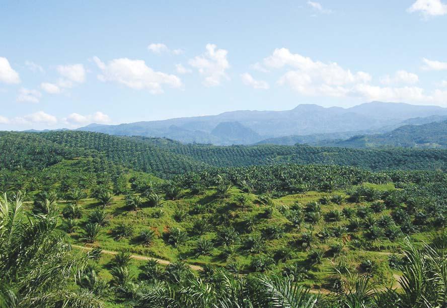 Az olajpálmák ipari ültetvényeken találhatók meg telepített növényként. A legnagyobb termelő Indonéza, Malajzia, Sierra Leone és Kolumbia is.