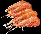 0,8 kg/cs 12 kg/# 102167 Garnélanyárs