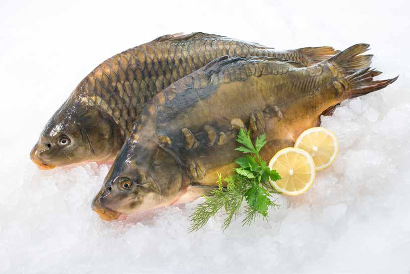 Édesvízi halak Édesvízi halak Nílusi sügérfilé 300-500 g/db 6 kg/# Bőrös fogasfilé 10%