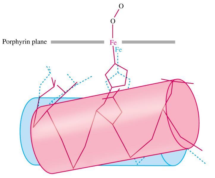 A hemoglobin szerkezetében O
