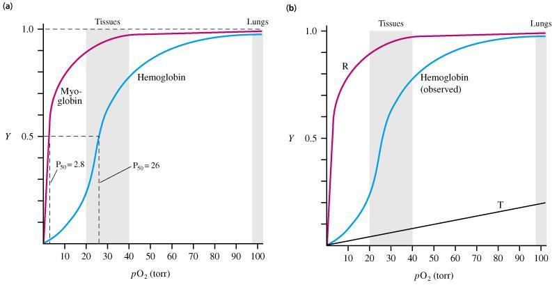 A hemoglobin és a mioglobin oxigéntelítési görbéje Eltérő funkció: