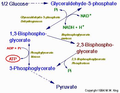 A 2,3-biszfoszfoglicerát szerepe a hemoglobin oxigénkötésében Nagy mennyiségben termelődik a vörösvértestekben a glikolízis során kötődik a deoxi-hemoglobinhoz, a