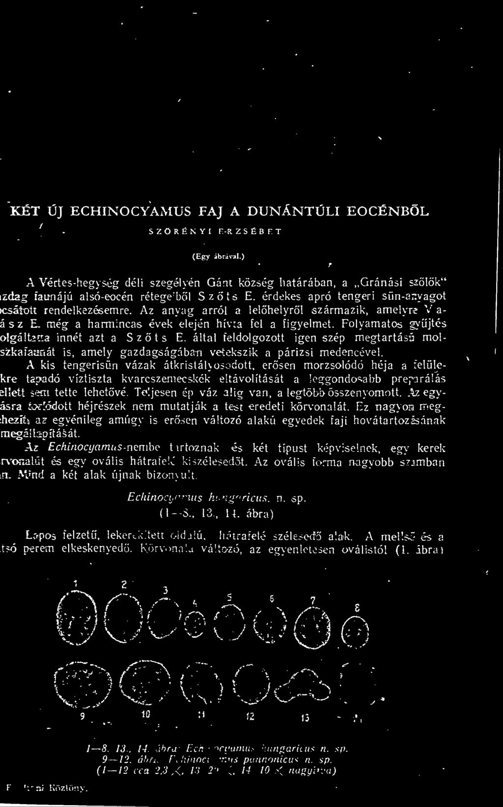 Teljesen ép váz alig van, a legtöbb összenyomott..v. egyásra torlódott héjrészek nem mutatják a test eredeti körvonalát.
