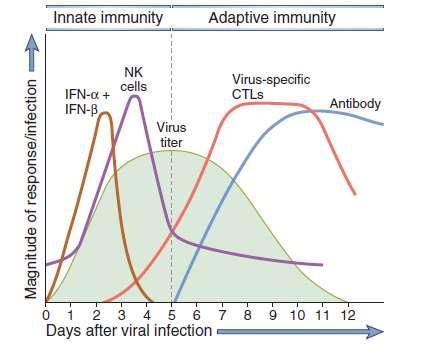 Az antivirális mechanizmusok kinetikája Cellular