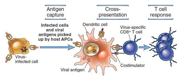 T sejt válasz indukciója vírussal fertőzött sejtek