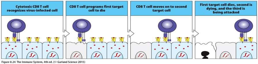 A citotoxikus CD8+ T sejtek számos fertőzött