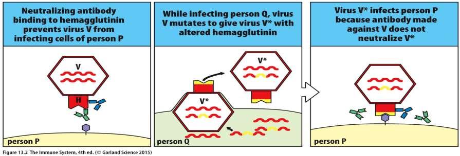 Új influenza variánsok