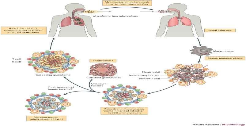 Mycobacterium