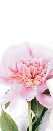 # 49 bergamott ylang-ylang szantálfa a gyengéd frissességért. Nyugodt, kiegyensúlyozott, közben nagyon nőies illat. Gyengédségét a fehér virágok, érzékiségét a szantálfa biztosítja.