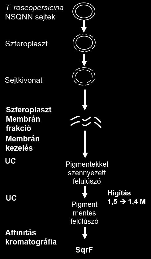 A membrán kezelés két lépésből: elsőként EDTA, majd NaBr oldattal történő inkubálásból áll.