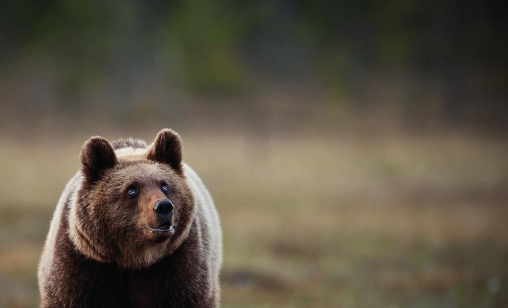 Got stuorra meahcieallit váikkuhit bivddáhasealibiid populašuvnnaid?