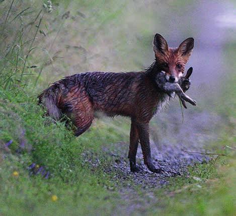 Dás ekovuogádat váikkuhuvvo eanet ovdamearkka dihte meahccedoalus, eanandoalus ja bivddus go meahcieallis.