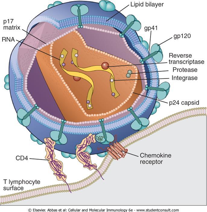 A HIV felépítése nv komplex: p17 matrix fehérje p24 burok fehérje