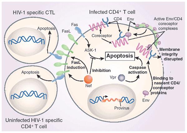A HIV-1 direkt és indirekt