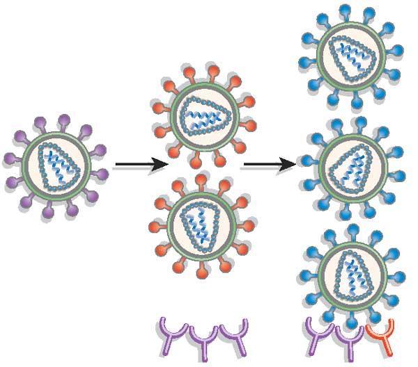 HIV-1 menekülés neutralizáló ellenanyag hatástól A HIV specifikus hatékony