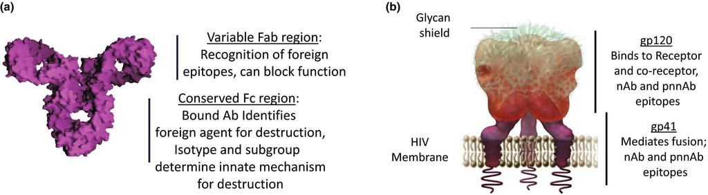 HIV Env komplex szerkezete Neu-ellenanyag: - sejtbe bejutásért felelős fehérjék funkcionális gátlása - gp120 konzervált régió felismerés --- Erősen glikolizált - különböző vírus izolátumok