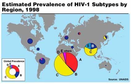 szekvencia homológia ZR59) A HIV megjelenése 1900- SIV adaptáció emberre: zöld majmokból izolált SIV agm HIV-2: 40-60 %