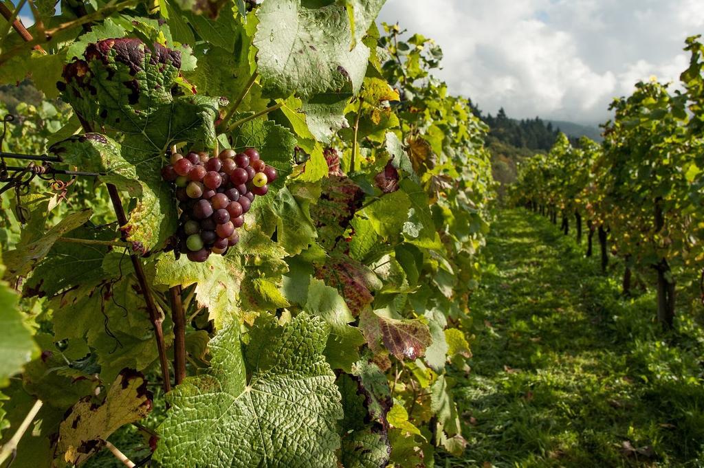 A javaslatban megfogalmazódott, hogy a szőlő-szaporítóanyag minősítésének jelenlegi dezintegrált rendszerét váltsa fel központi szakmai irányítás és koordináció alatt álló, a szakmai szabályokat
