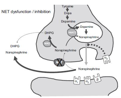 2012, AJP-Heart Circ Physiol: