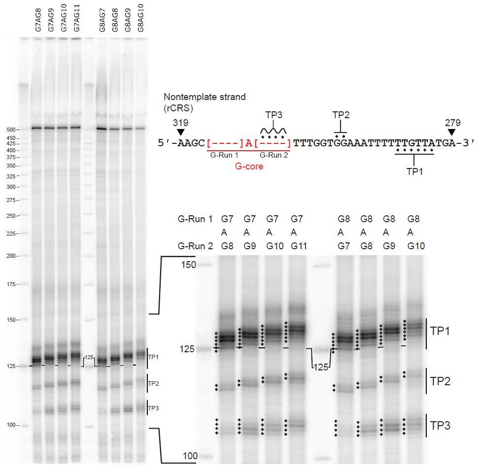 Supplementary Figure S8: Separation of CSB 2 transcription products using a sequencing gel.