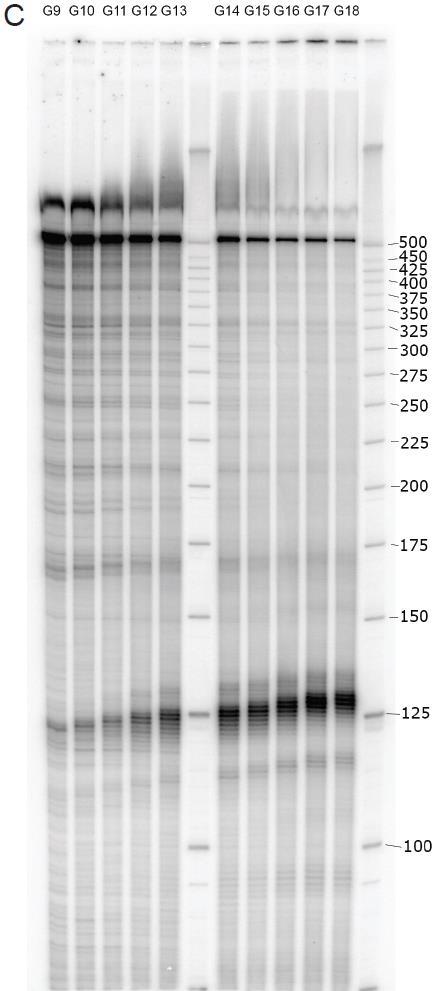 Supplementary Figure S9: Complete sequencing gels from