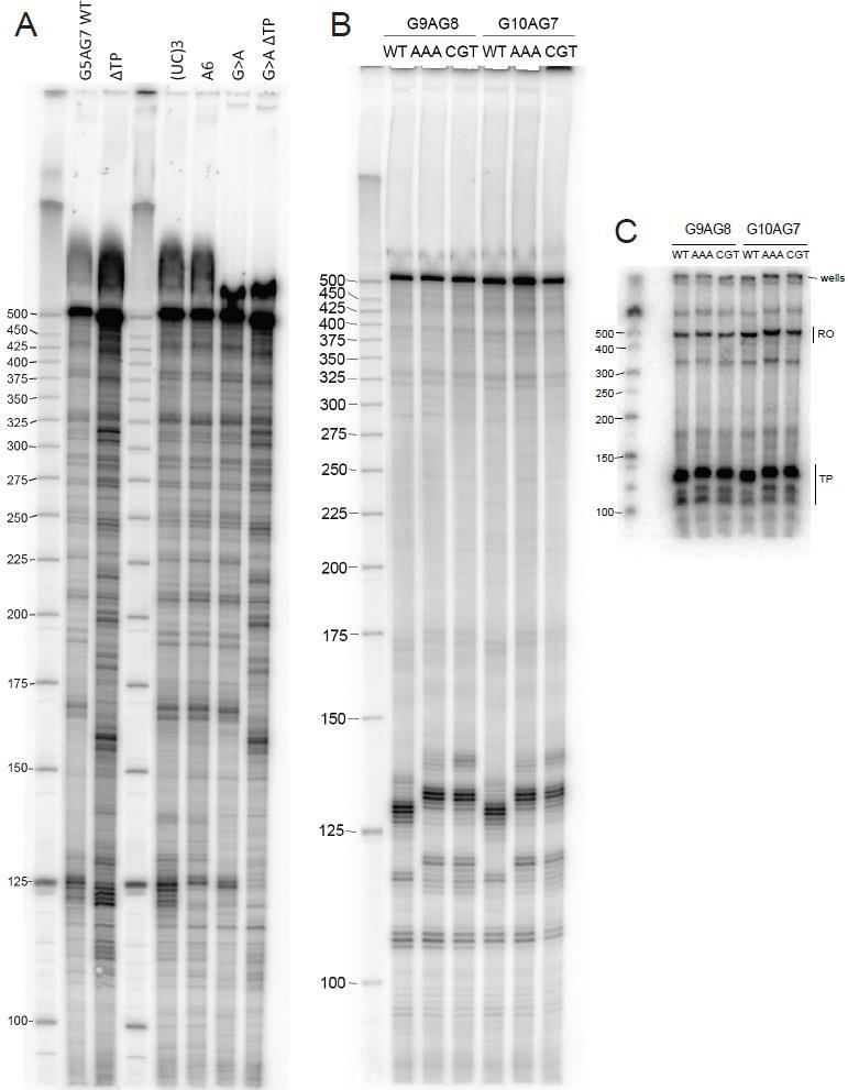 Supplementary Figure S10: Complete sequencing and mini-gels from Figure 7. A. Sequencing gel corresponding to scanned data in Figure 6B.