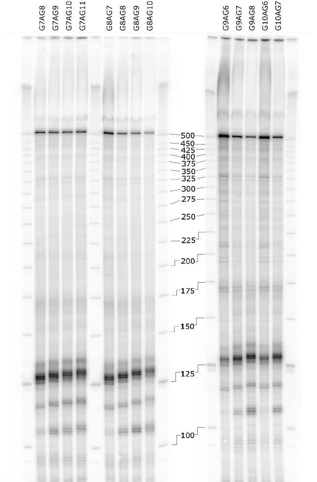Supplementary Figure S11: Complete sequencing gels showing some