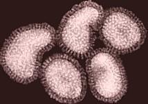 Candida gomba