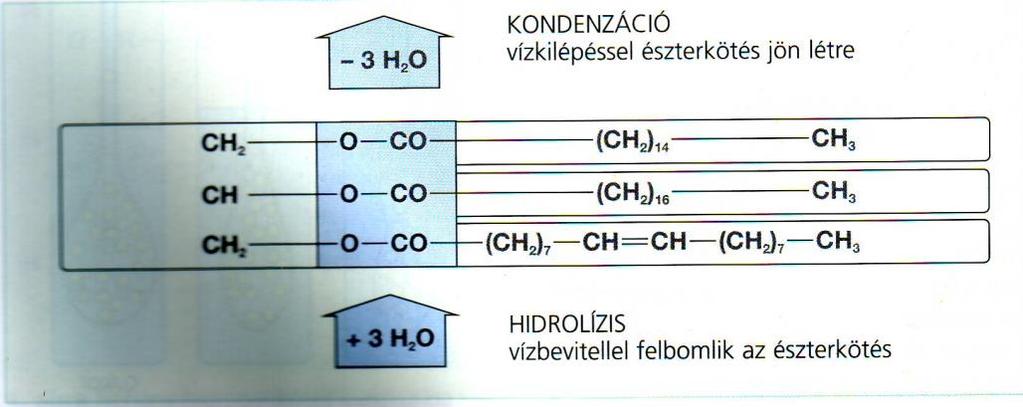 Neutrális zsírok: glicerin (háromértékű alkohol) +