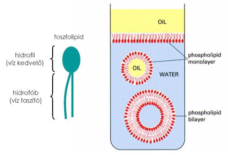 Biológiai membránok kialakulása Irányított